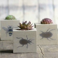 insectpots