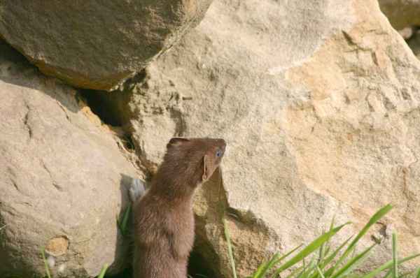 stoat inspects stone