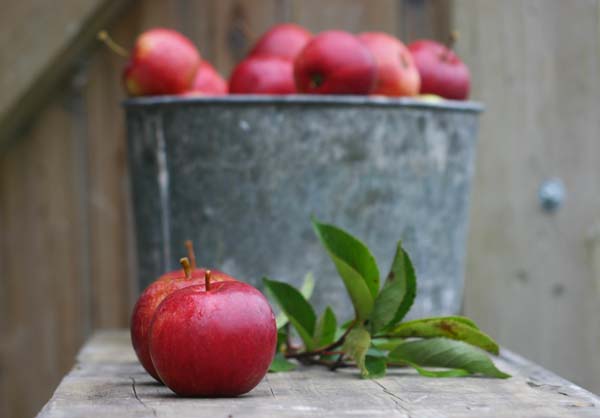 Apple Picking - Jennifer Tetlow