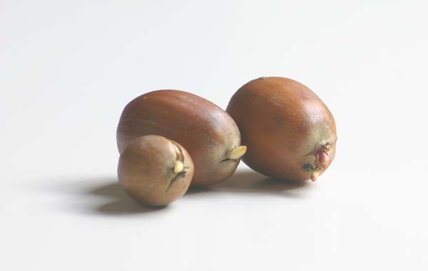 acorns sprouting 600