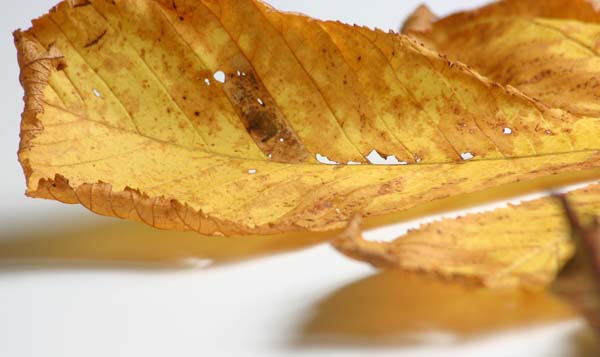 autumn leaf 600