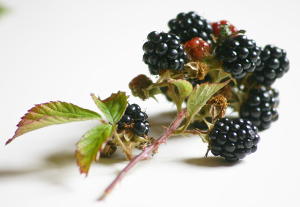 blackberries