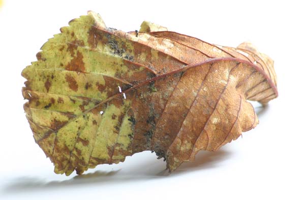 curled leaf 600