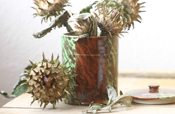 Cardoon in pot