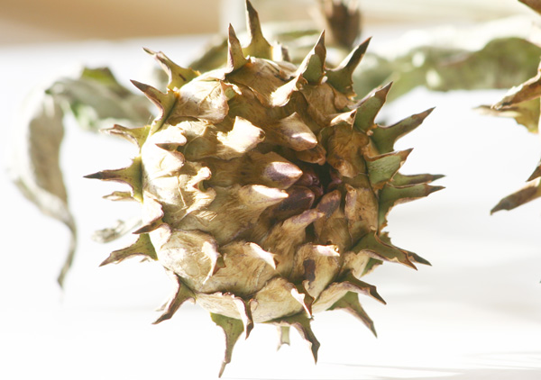 The spiky flower head of my Cardoon plant