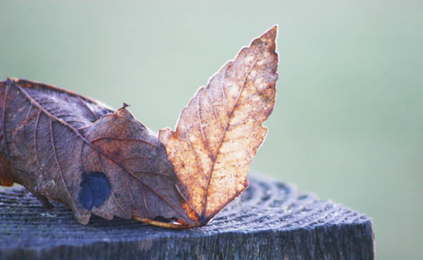 Leaf tipped with frost