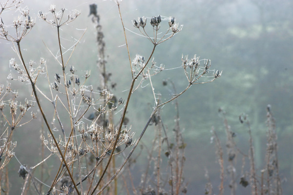 Seed heads in the misty light