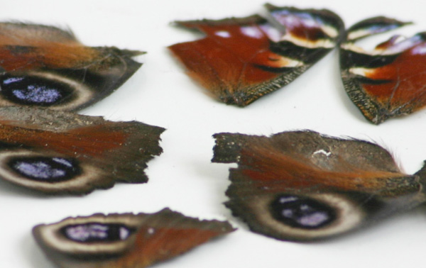 Butterfly wing pieces
