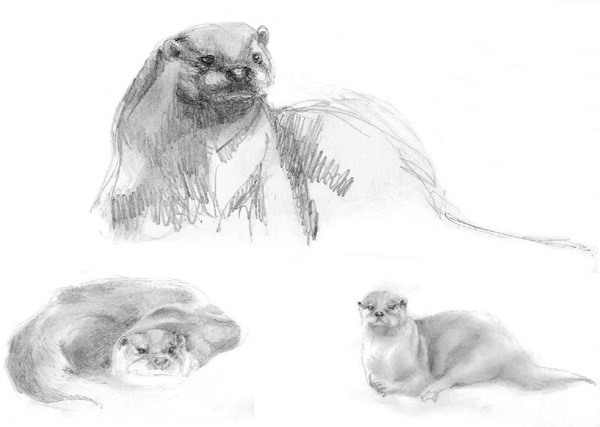Drawings of otters
