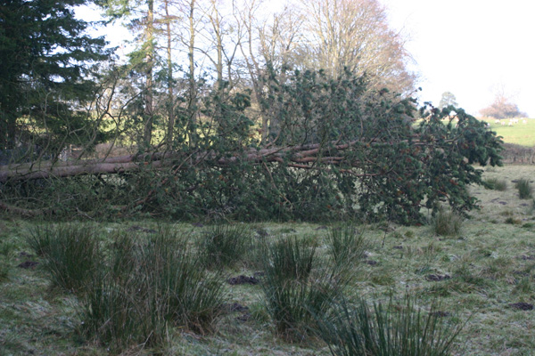 Tree fallen in the high winds