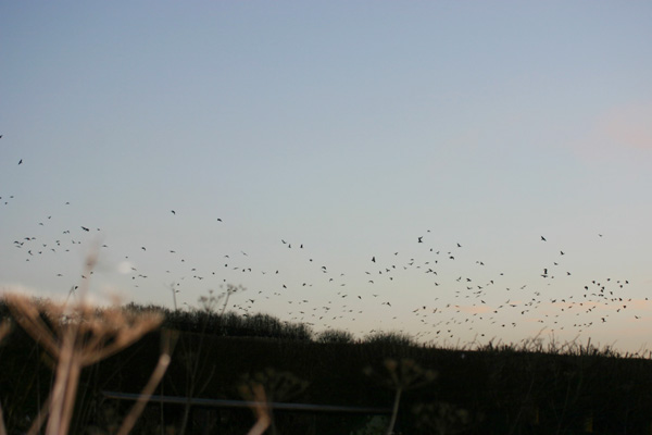 Jackdaw flock