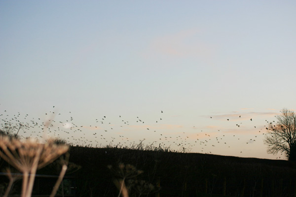 Flock of Jackdaws