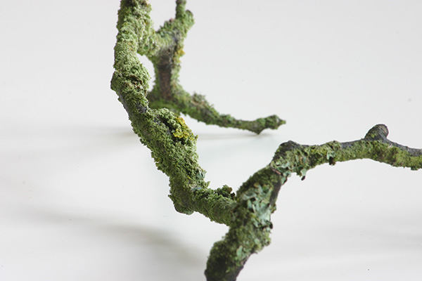Small twig covered in lichen