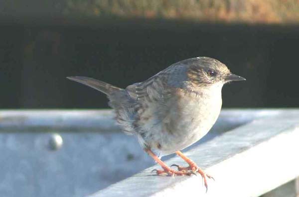 Dunnock