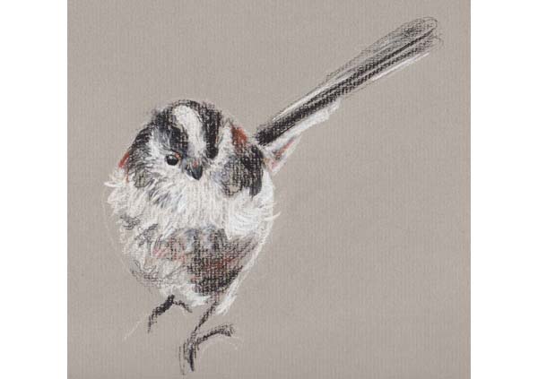 Long Tailed Tit drawing