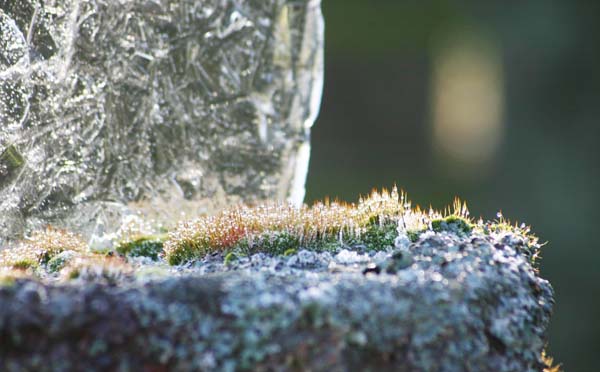 Frosted moss