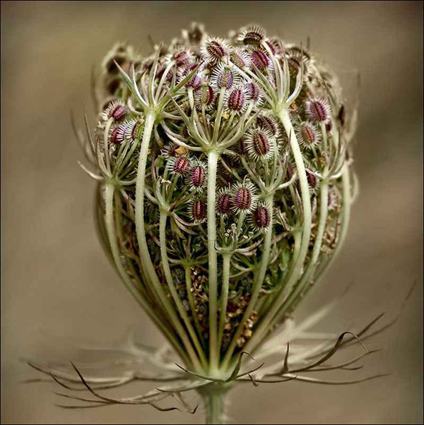 Photograph of a seed head