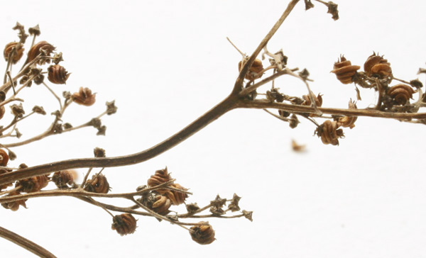 Meadowsweet seeds