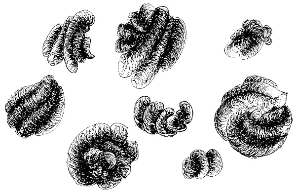 Sketches of meadowsweet seeds