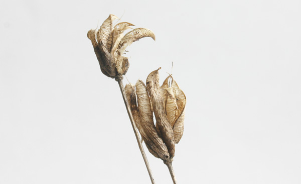 Seed head