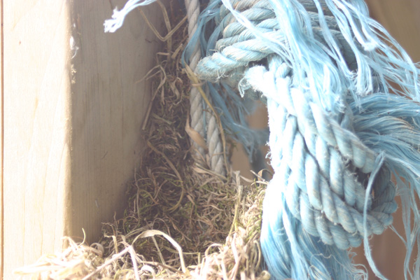 Bird's nest in rope 