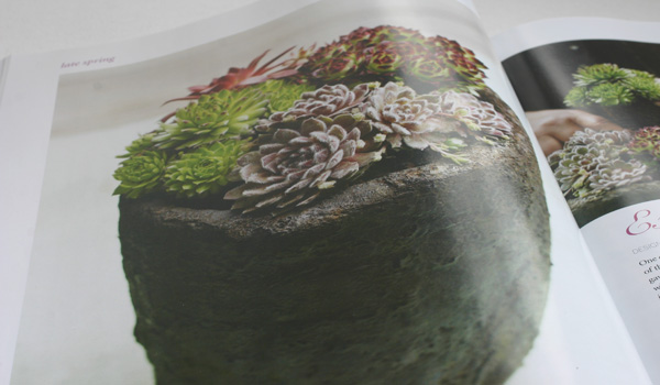 Sempervivums in a pot