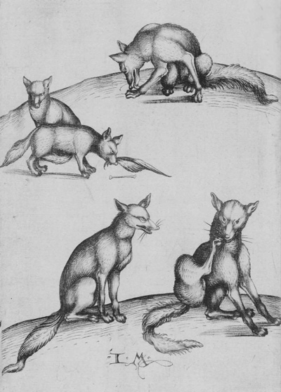 engraving of Five Foxes