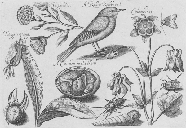 Engraving of birds and flowers