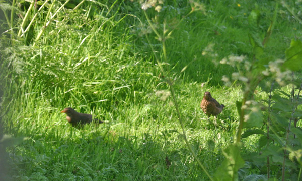 Newly fledged blackbird