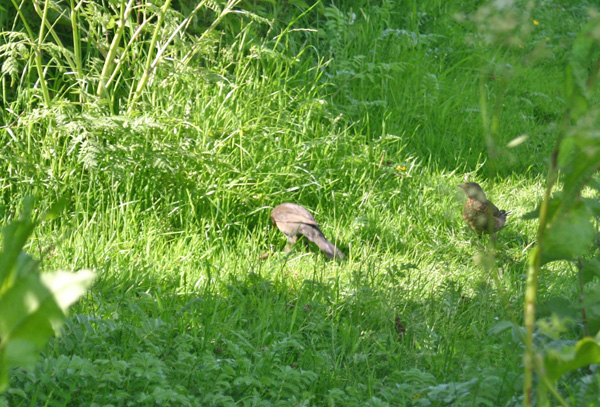 Blackbird feeding its newly fledged young