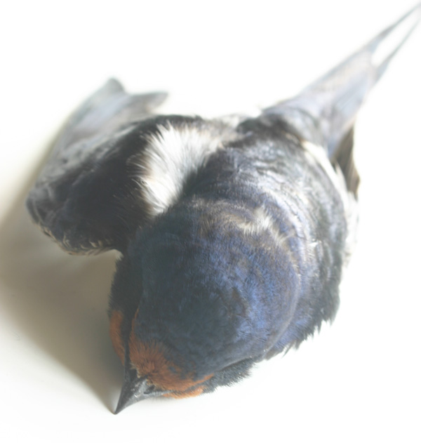 Dead swallow