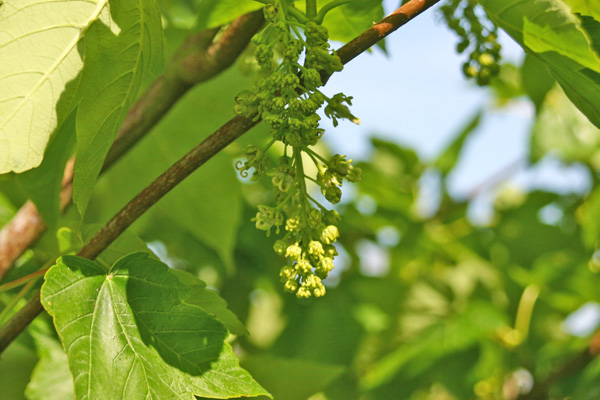 Sycamore flower