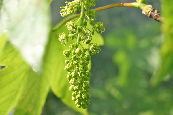 Sycamore flower