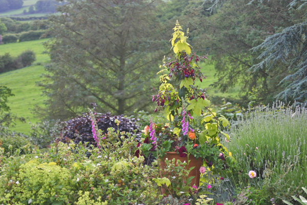 Plants at Oatmill Cottage garden