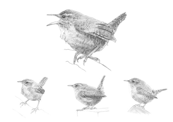 Wren sketches