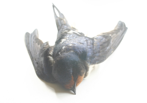 dead swallow