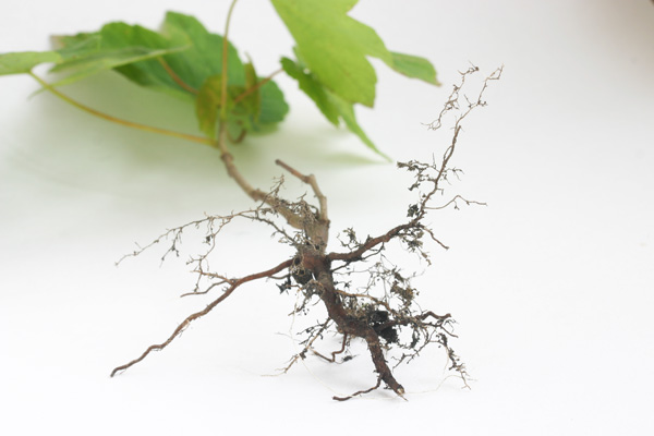 root of sycamore sapling