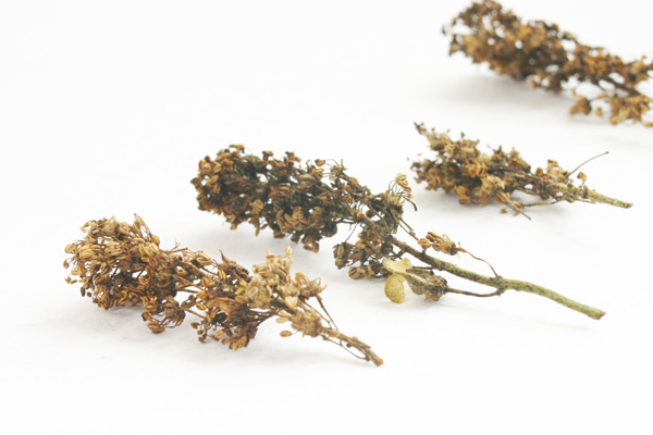 dry flower heads