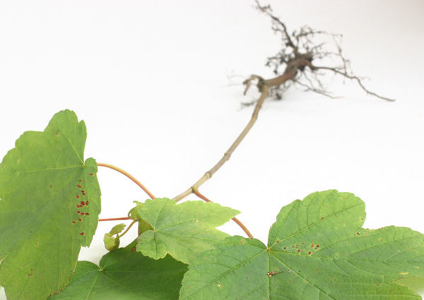 small sycamore tree and root