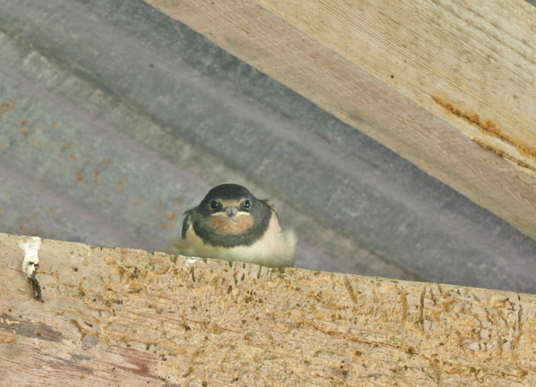 Swallow chick ready to fly