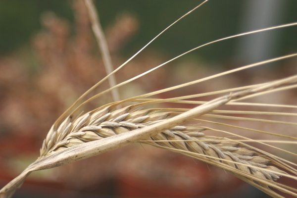 Barley spike