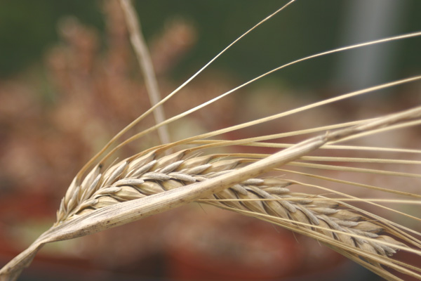 The legend of John Barleycorn the ripening and harvesting of barley