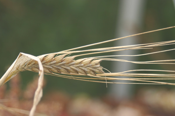 The legend of John Barleycorn the ripening and harvesting of barley