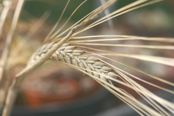 ear of barley