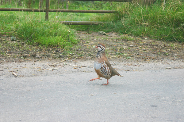 Red Legged Partridge