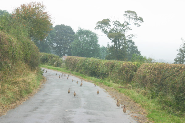 Red Legged Partridges