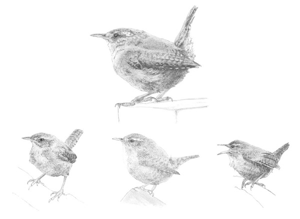 Pencil sketches of a wren