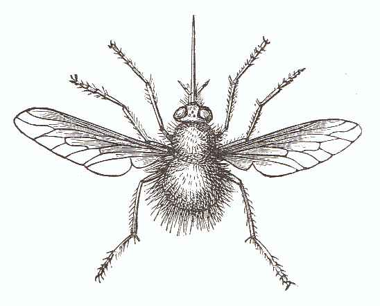 Bee Fly