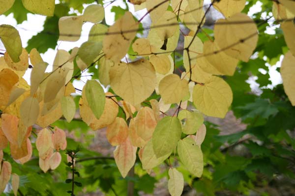 Katsura tree branch