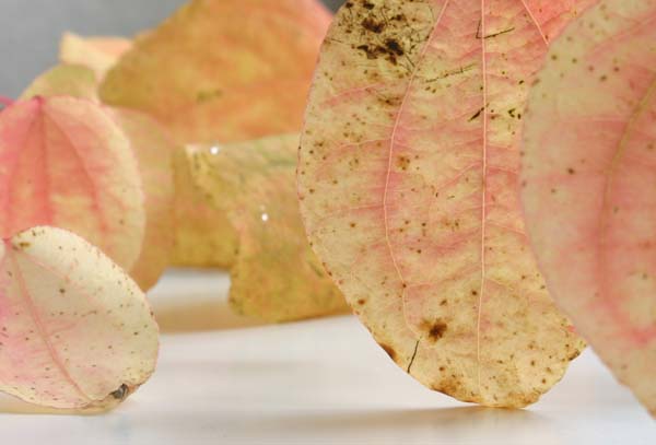 Katsura tree leaves